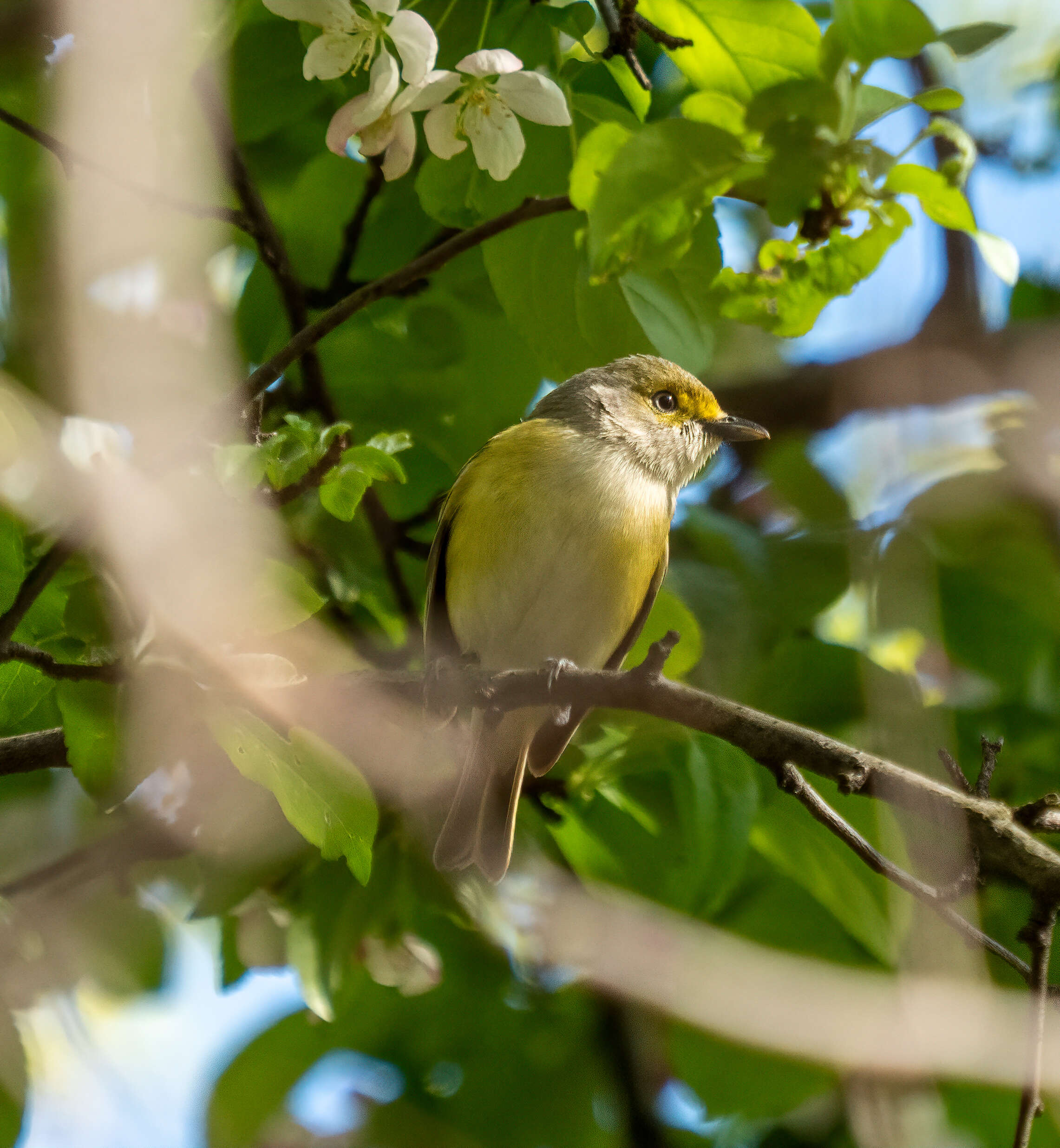 Слика од Vireo griseus (Boddaert 1783)