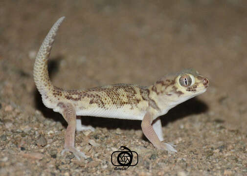 Image of Bedraiga's Wonder Gecko