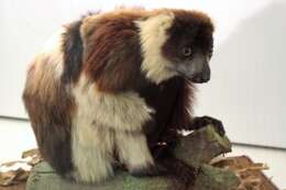 Image of Black-and-white Ruffed Lemur