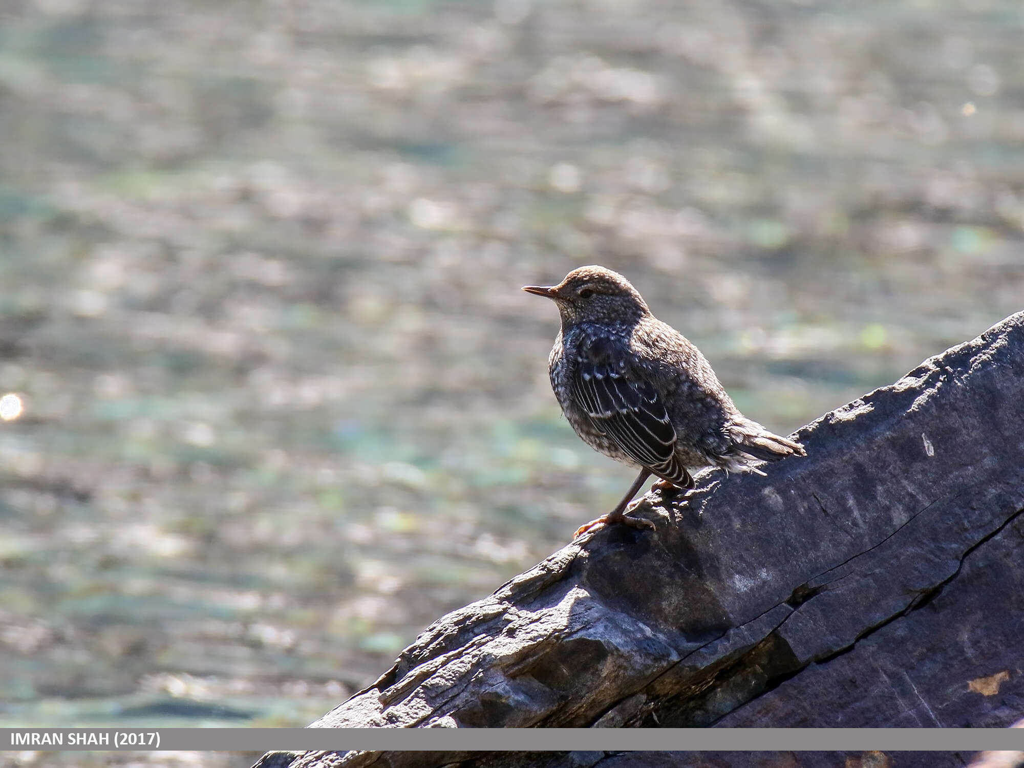 Image of Brown Dipper