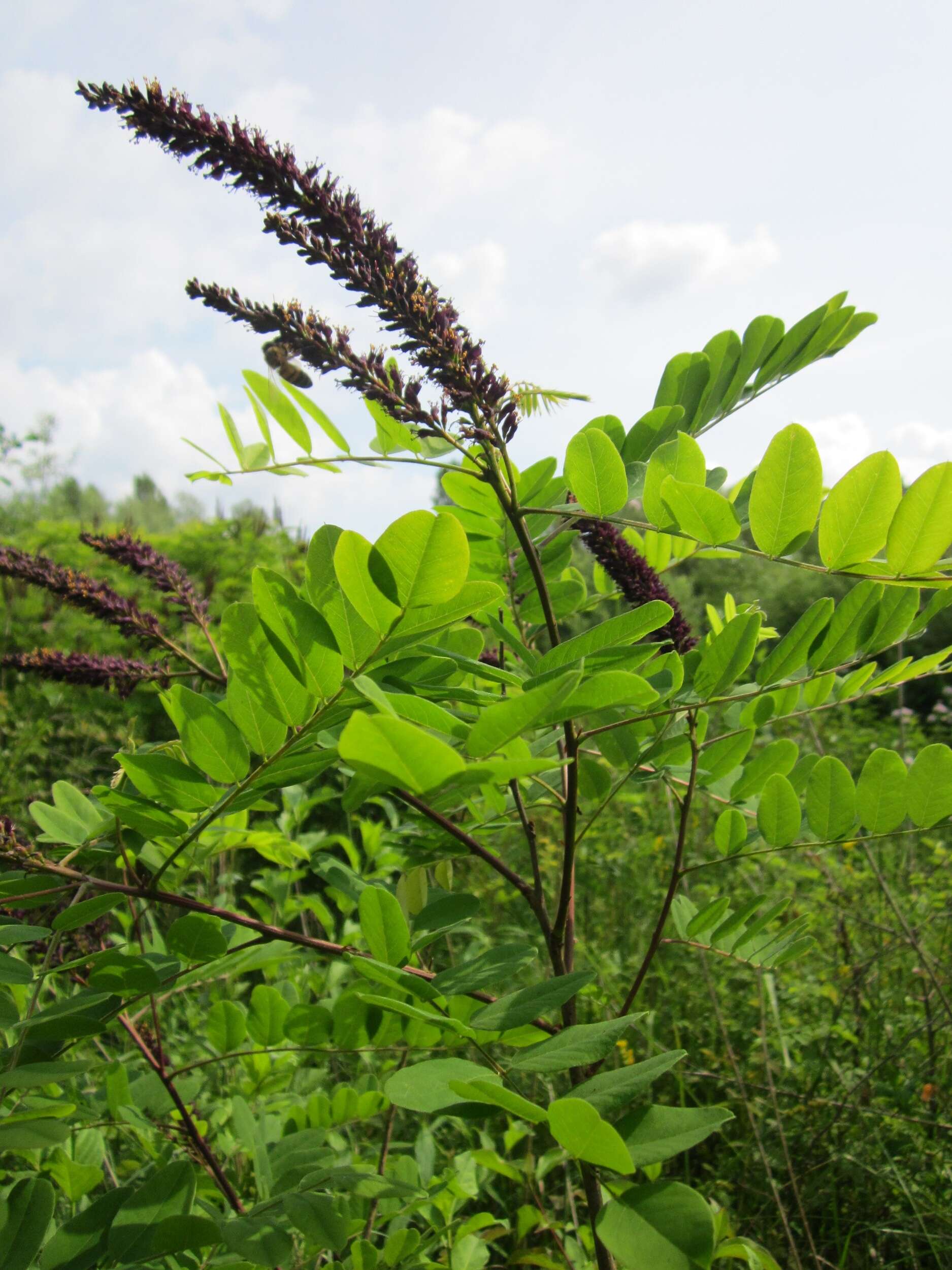 Image of desert false indigo