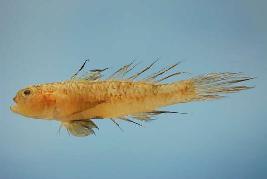 Image of Shrimp Gobies