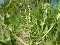 Image of field pepperweed