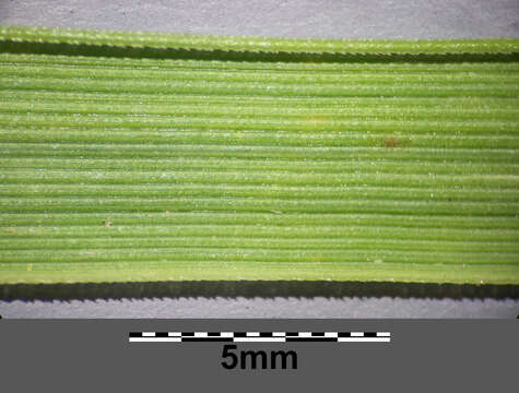 Image of Tufted Hair-grass