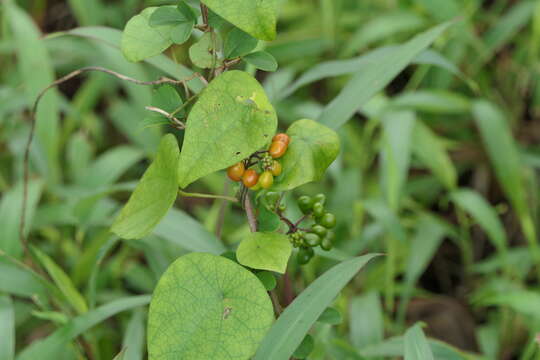 Image de Stephania japonica (Thunb.) Miers