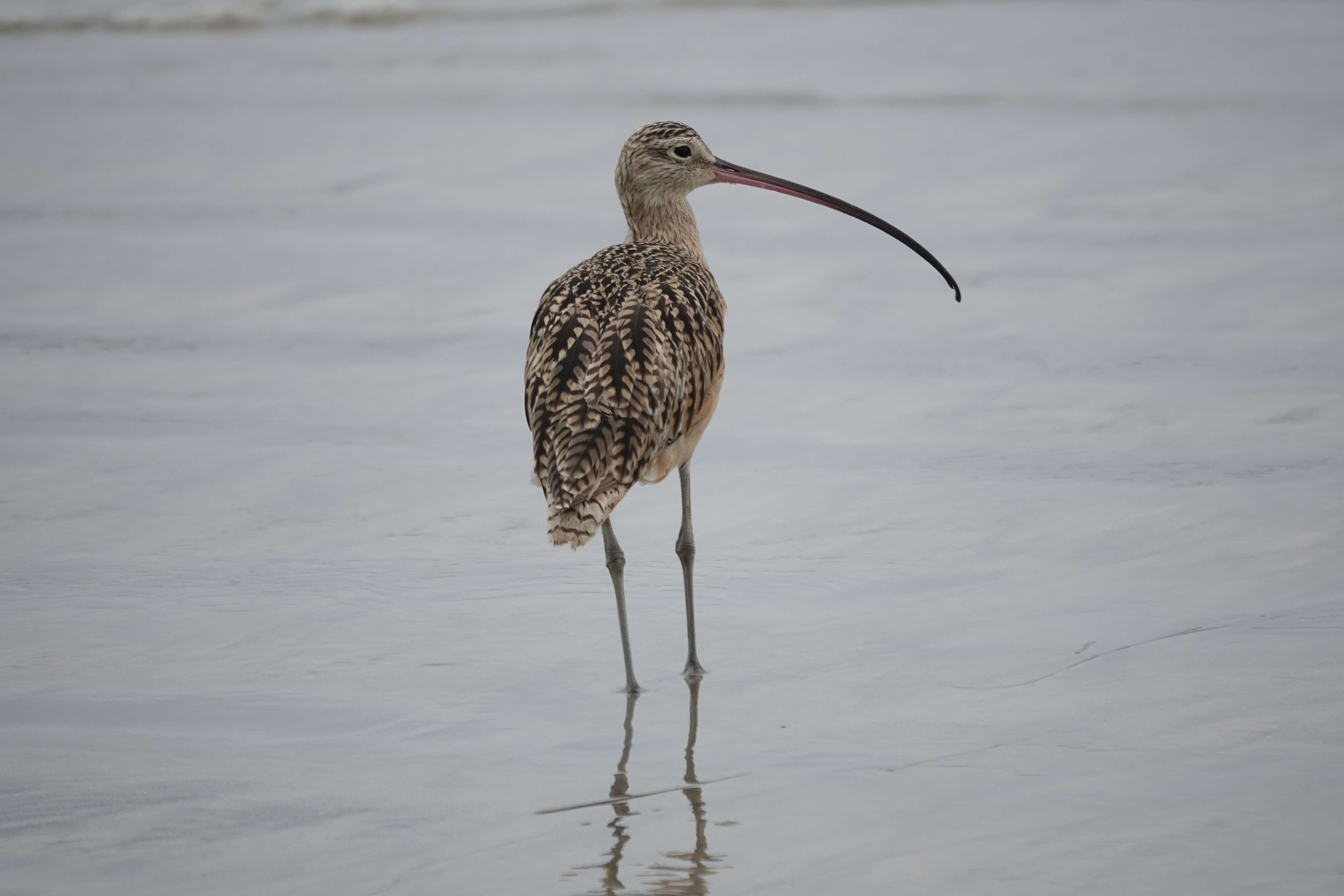 Image of Long-billed Curlew