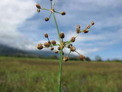 Image of Grass-Like Fimbristylis