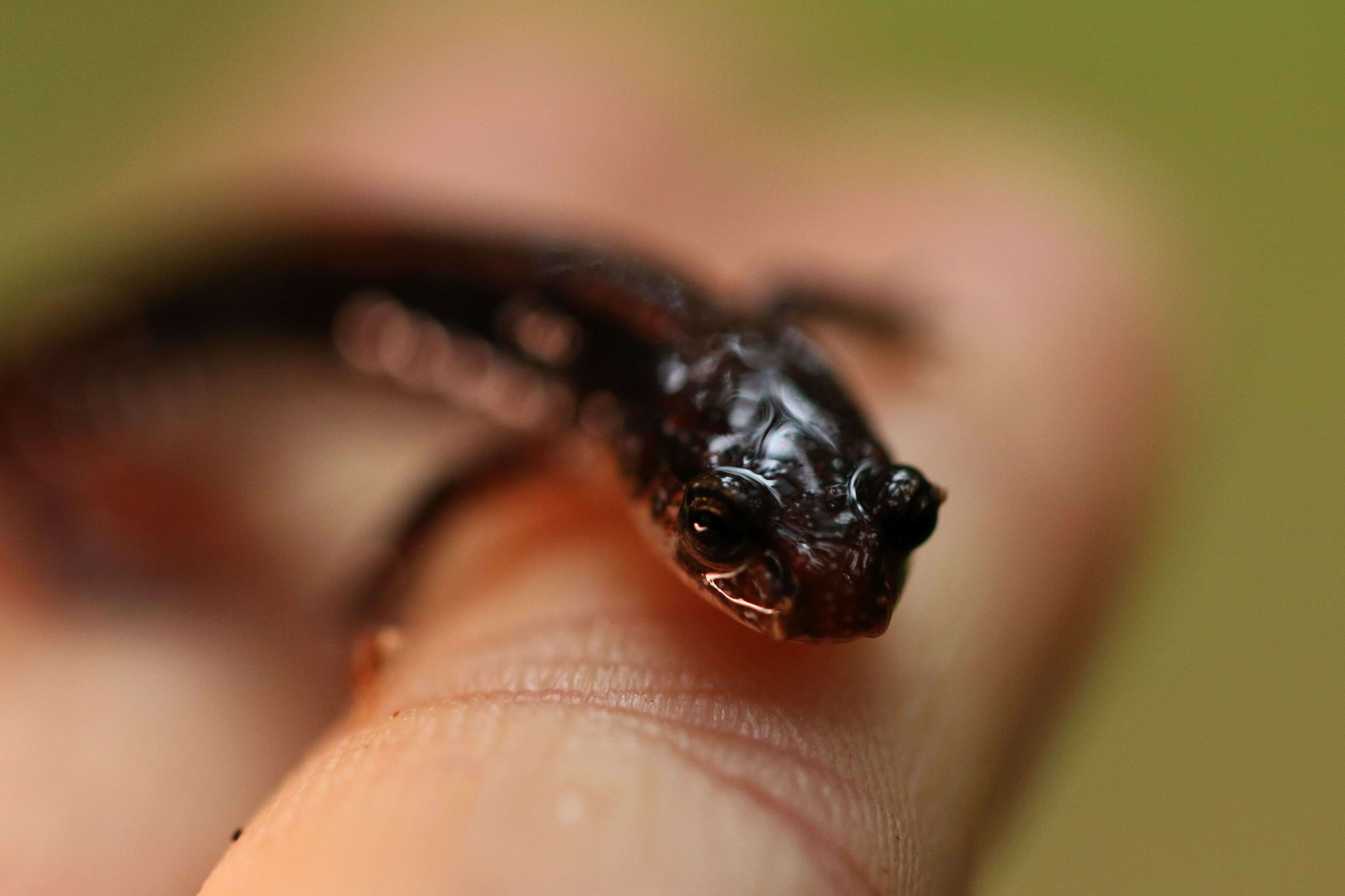 Image of Western Redback Salamander