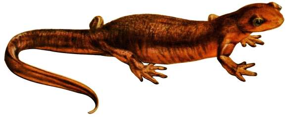 Image of California Newt