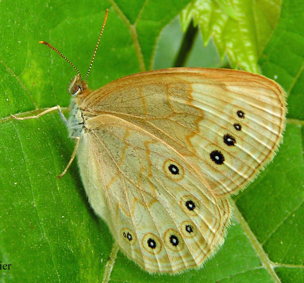 Image of Eyed Brown