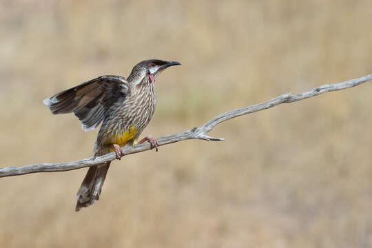 Image of Red Wattlebird