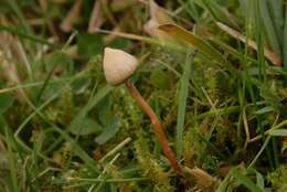 Plancia ëd Psilocybe semilanceata (Fr.) P. Kumm. 1871