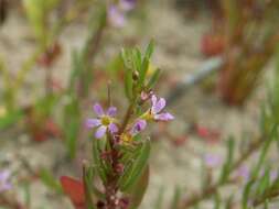 Image of Grass-poly