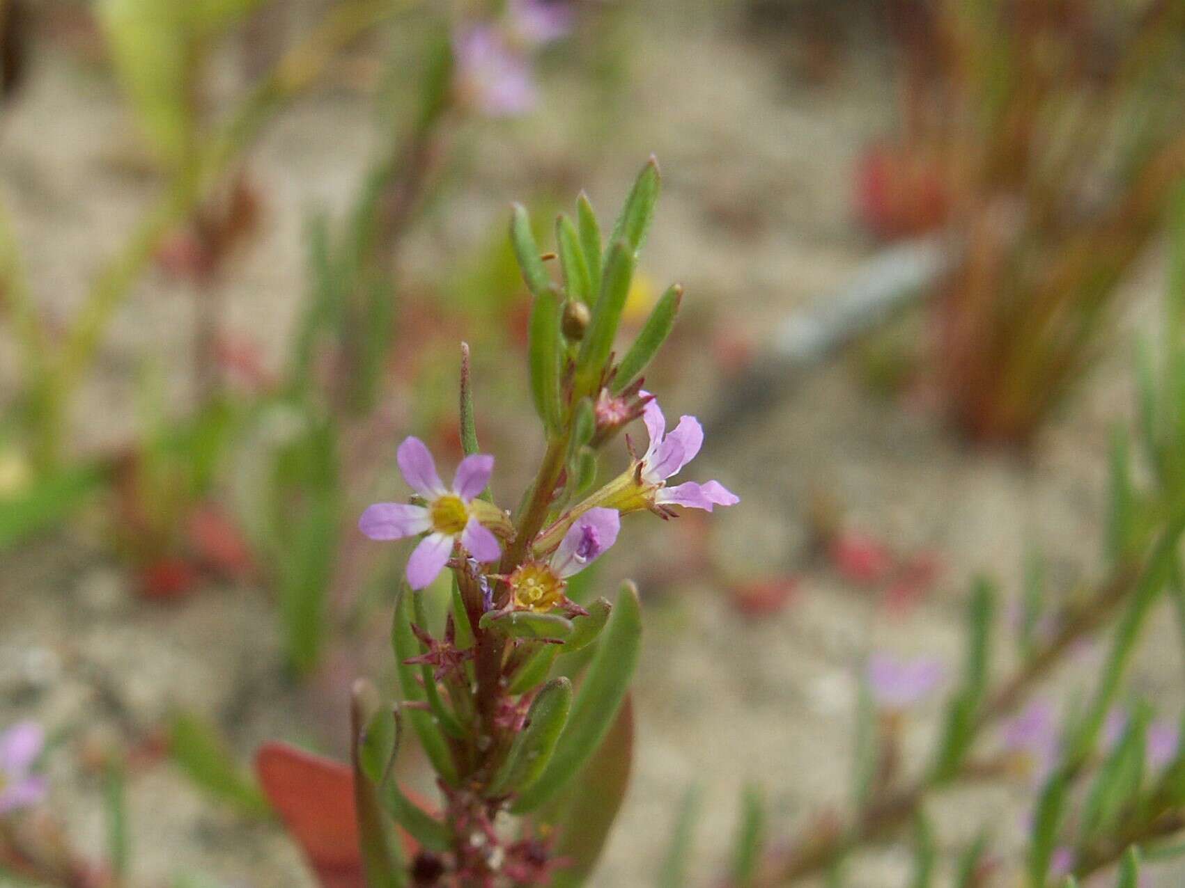 Image of Grass-poly