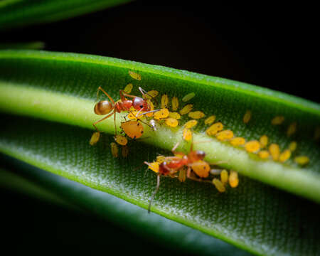 Image of Aphid