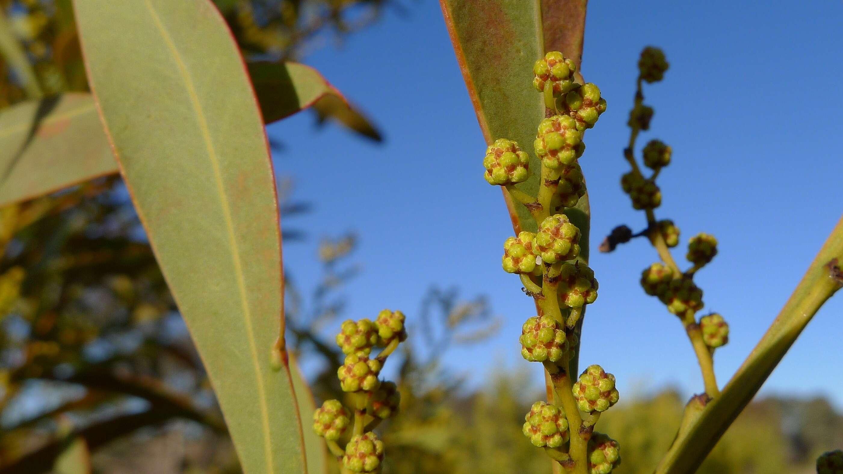 Image of red-leaf wattle