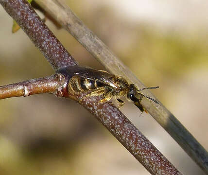 Image of Lasioglossum calceatum (Scopoli 1763)