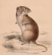 Image of Brants' Whistling Rat