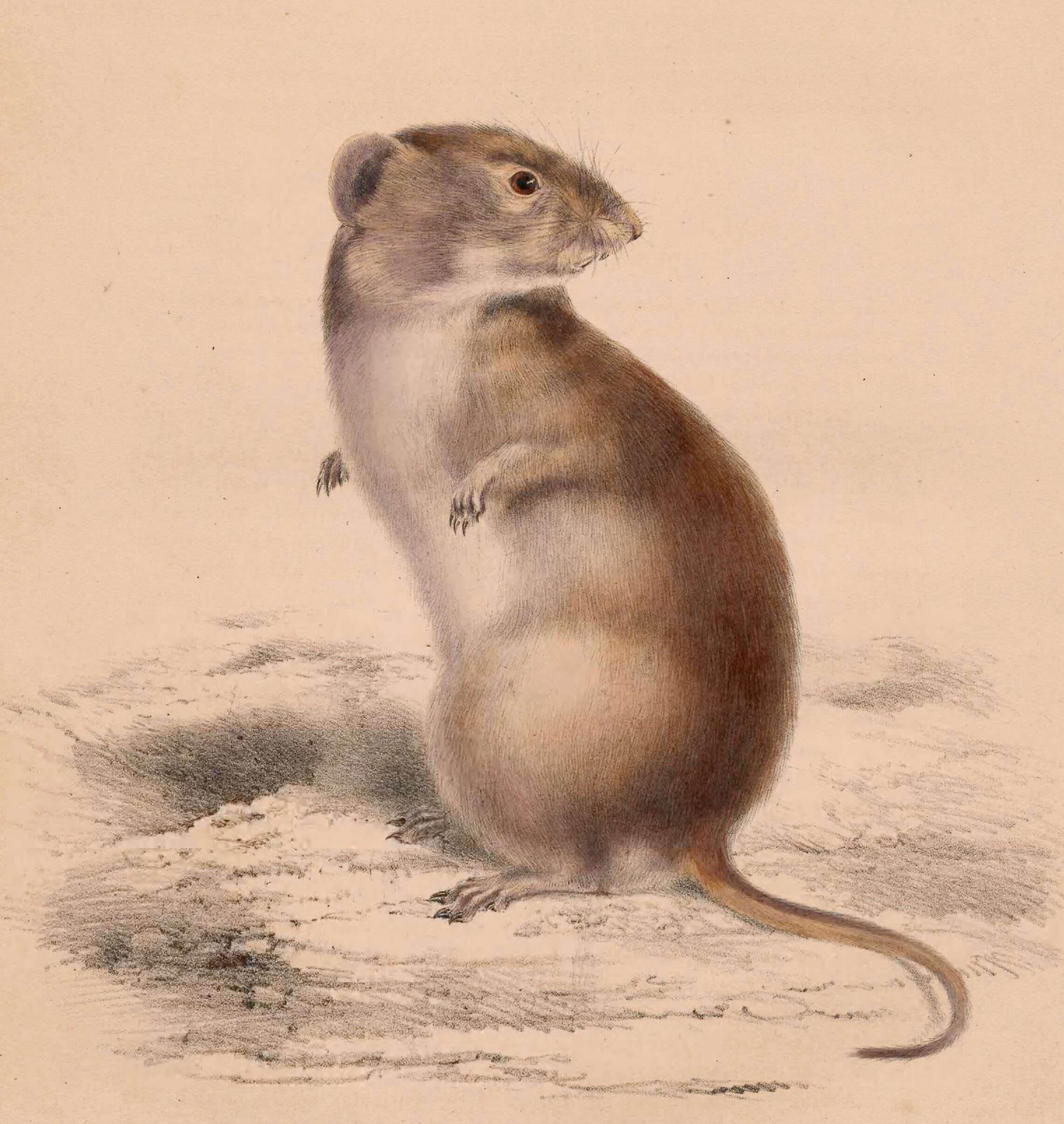 Imagem de Parotomys brantsii (A. Smith 1834)