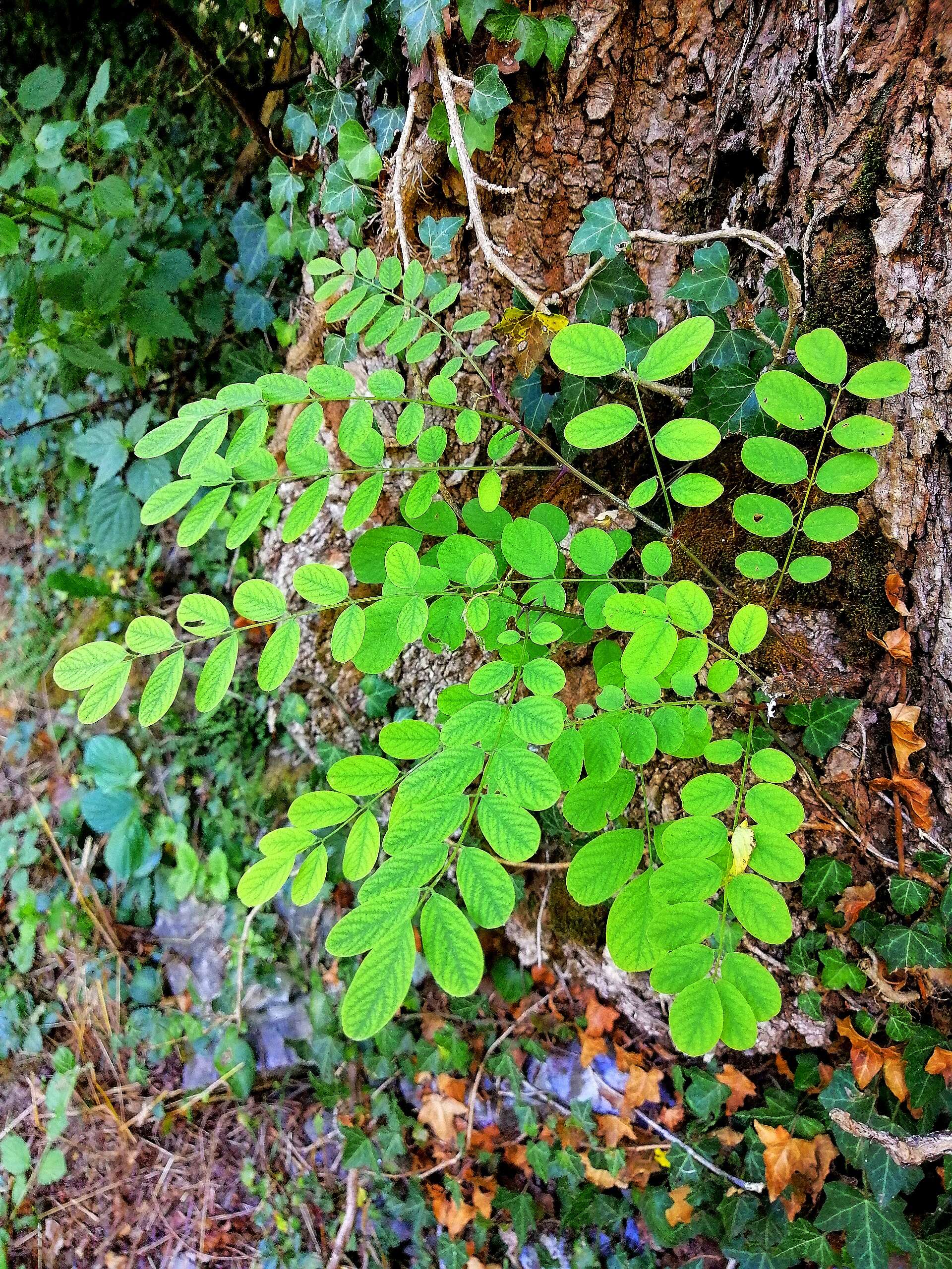 Image of black locust