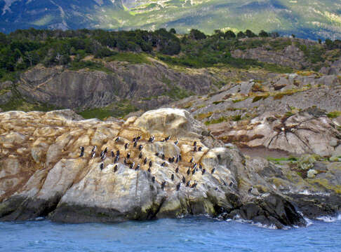 Image of Imperial Shag