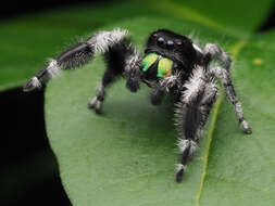 صورة Phidippus regius C. L. Koch 1846