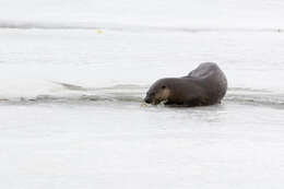 Image of Otter sp.