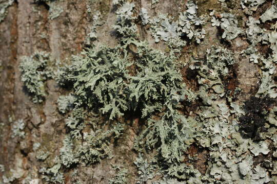 Image of ring lichen