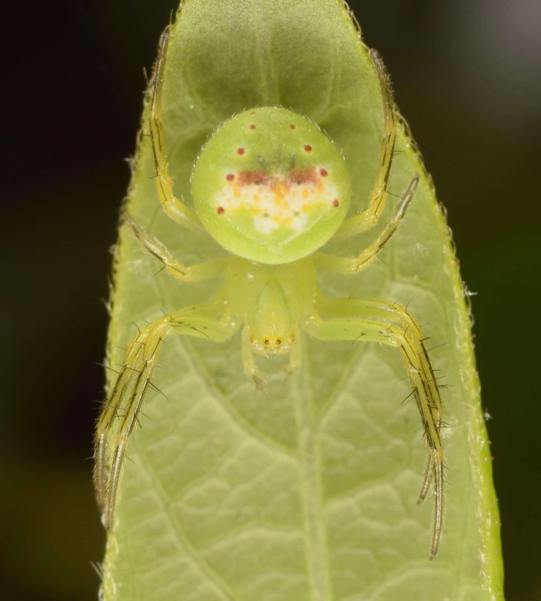 Image of Araneus bonsallae (McCook 1894)