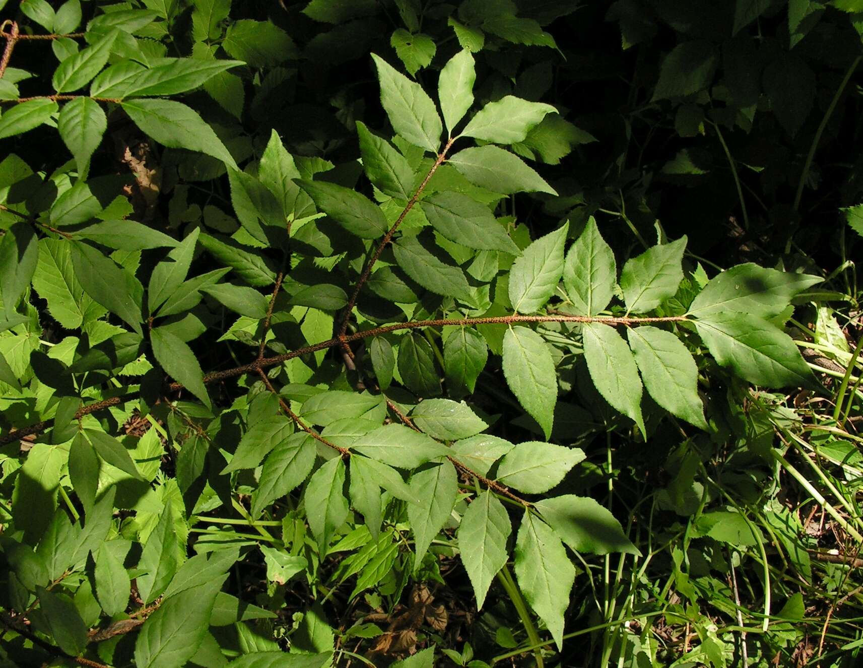 Image de Euonymus verrucosus Scop.