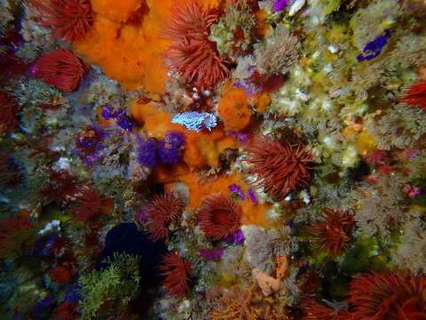 Image of sea anemones