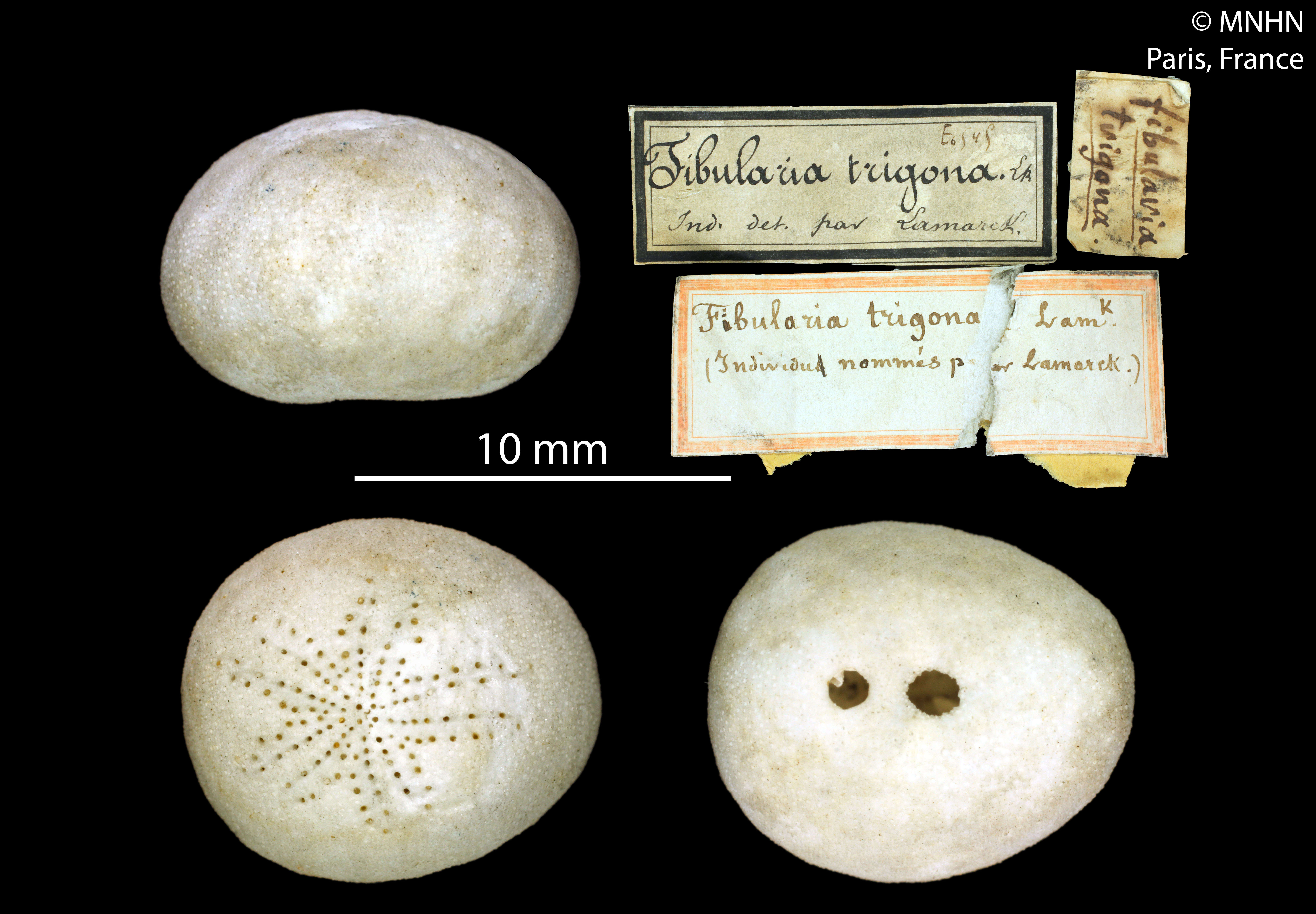 Image of Fibularia Lamarck 1816