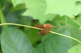 Image of Black Stream Glider