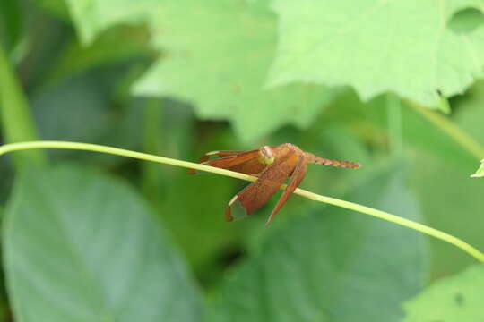 Image of Black Stream Glider