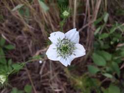 Nigella arvensis L. resmi