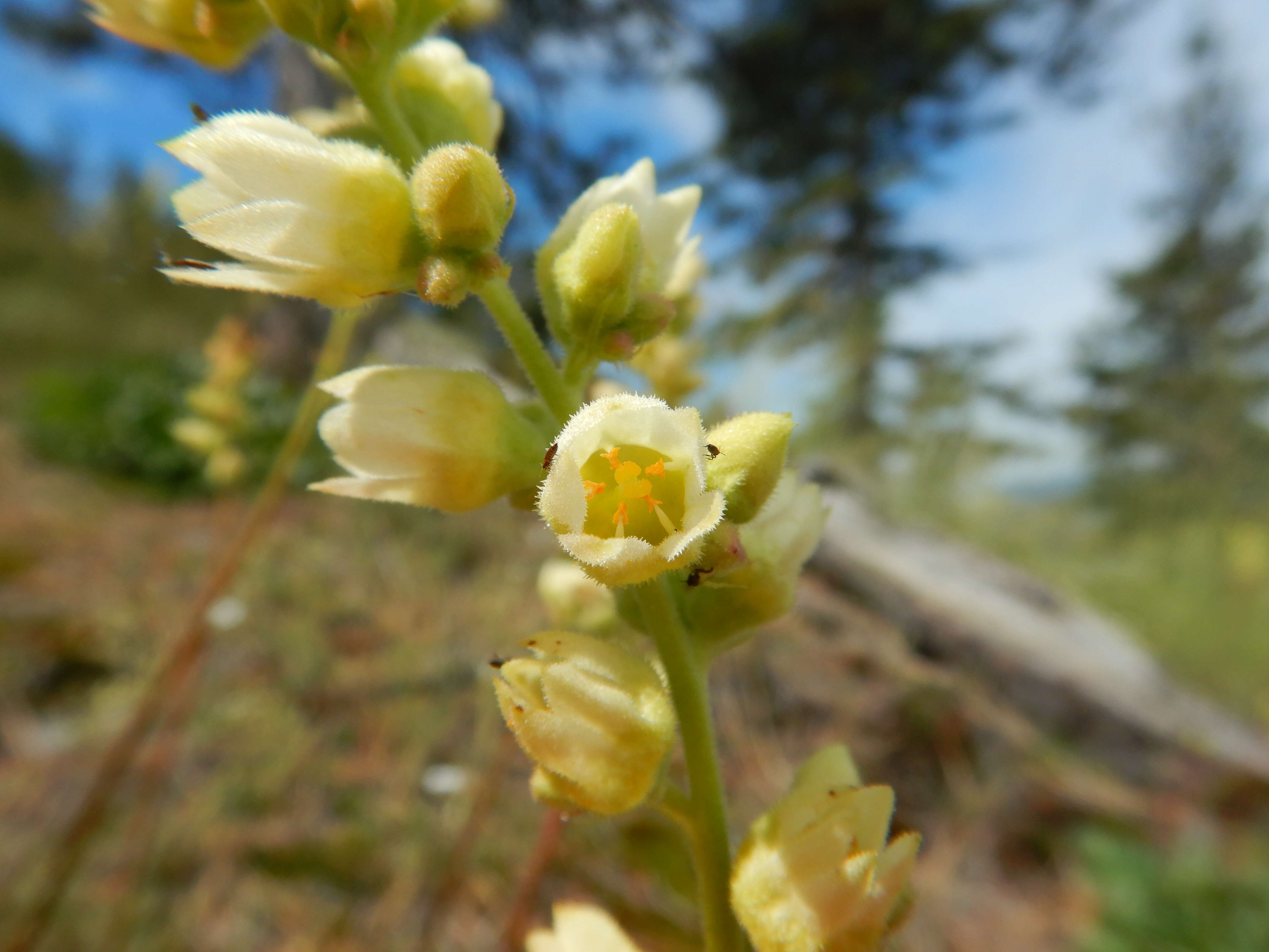 Image of roundleaf alumroot