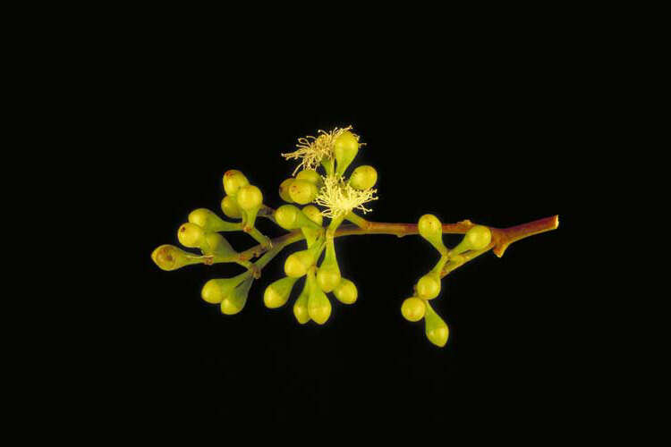 Image of Eucalyptus cambageana Maiden