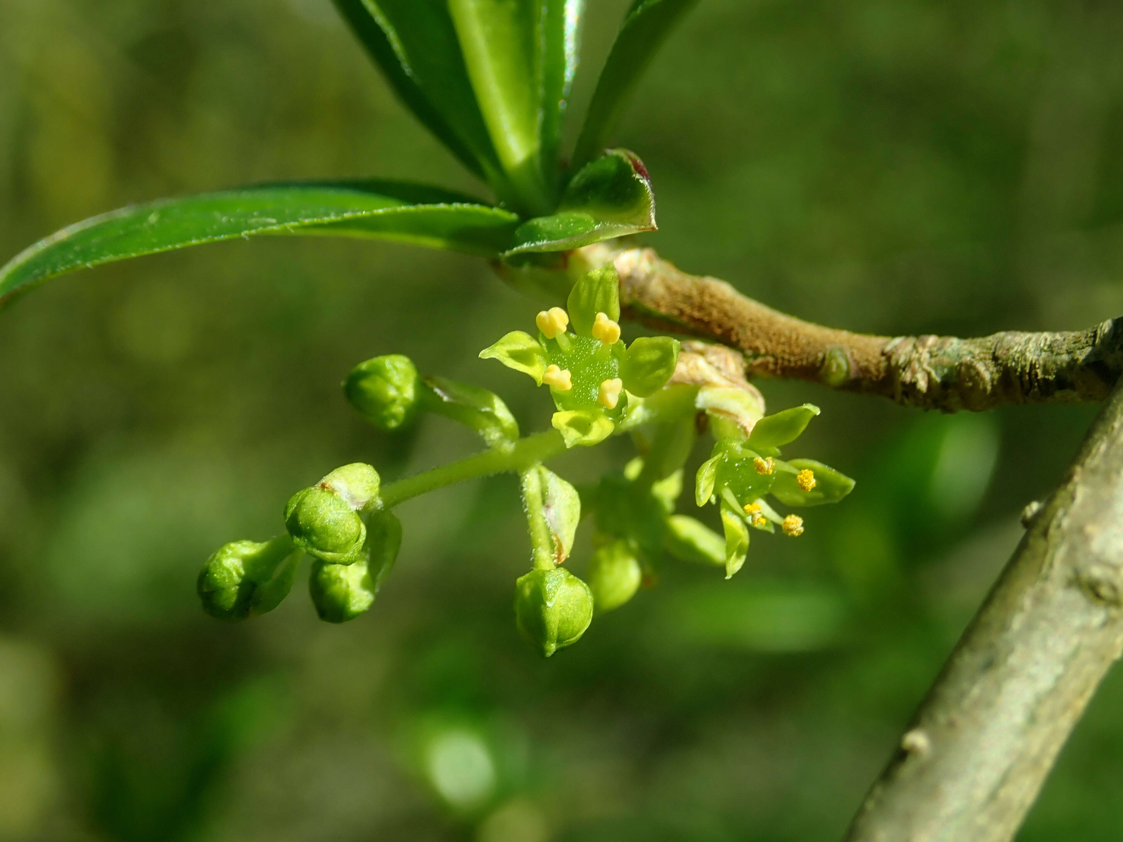 Image of Orixa japonica Thunb.