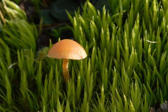 Imagem de Galerina graminea (Velen.) Kühner 1935