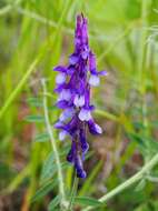 Image of fodder vetch