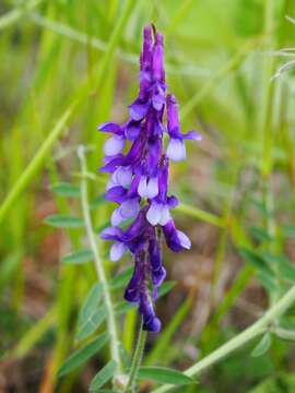 Imagem de Vicia villosa Roth