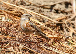 Image of Altai Accentor