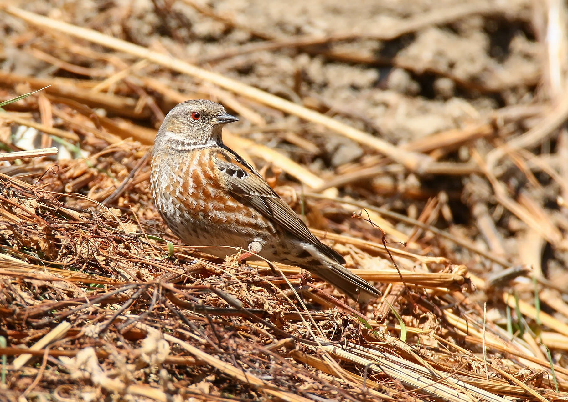 Image of Altai Accentor