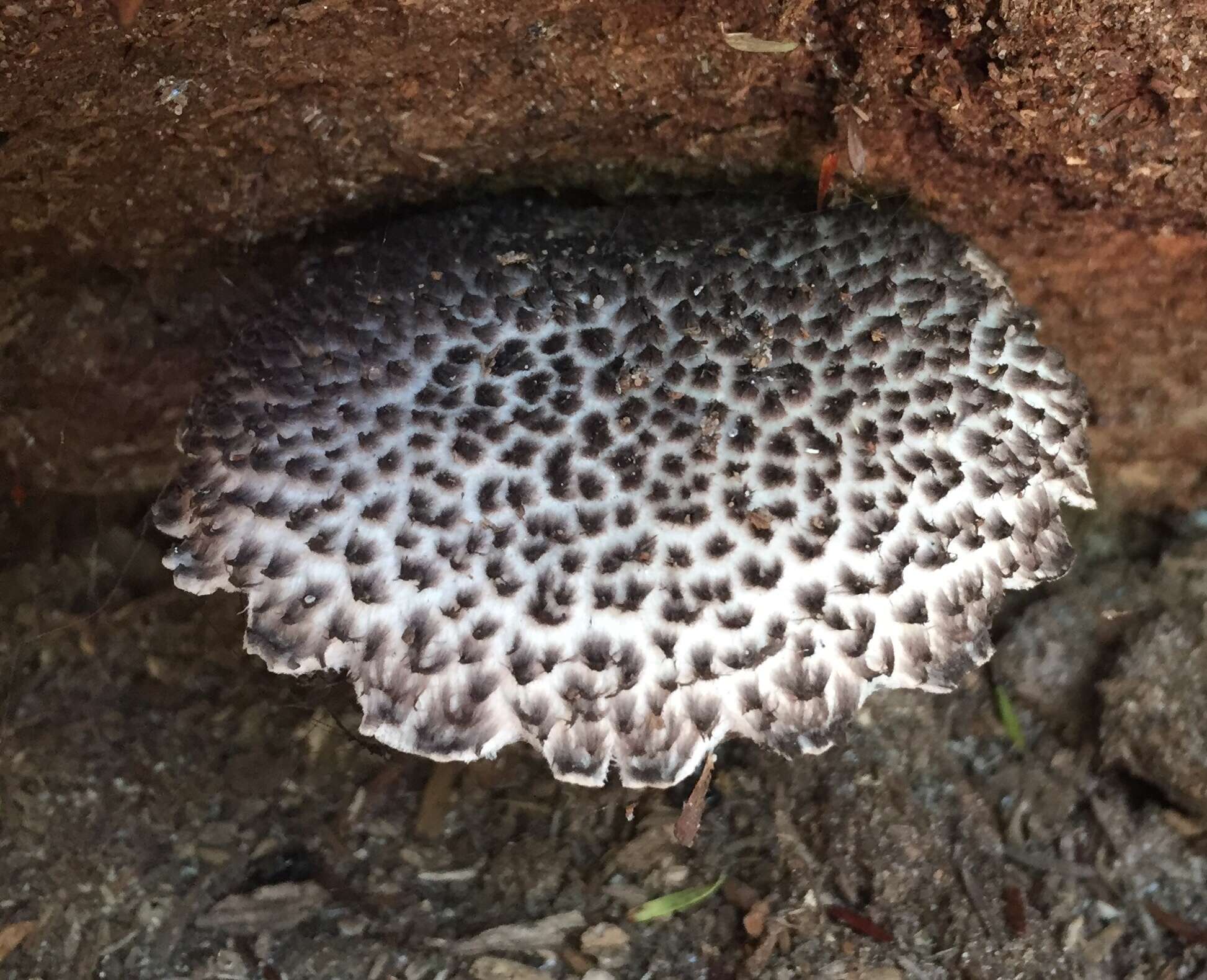 Слика од Strobilomyces strobilaceus (Scop.) Berk. 1851