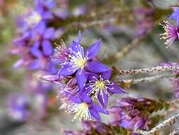 Image de Calytrix leschenaultii (Schauer) Benth.