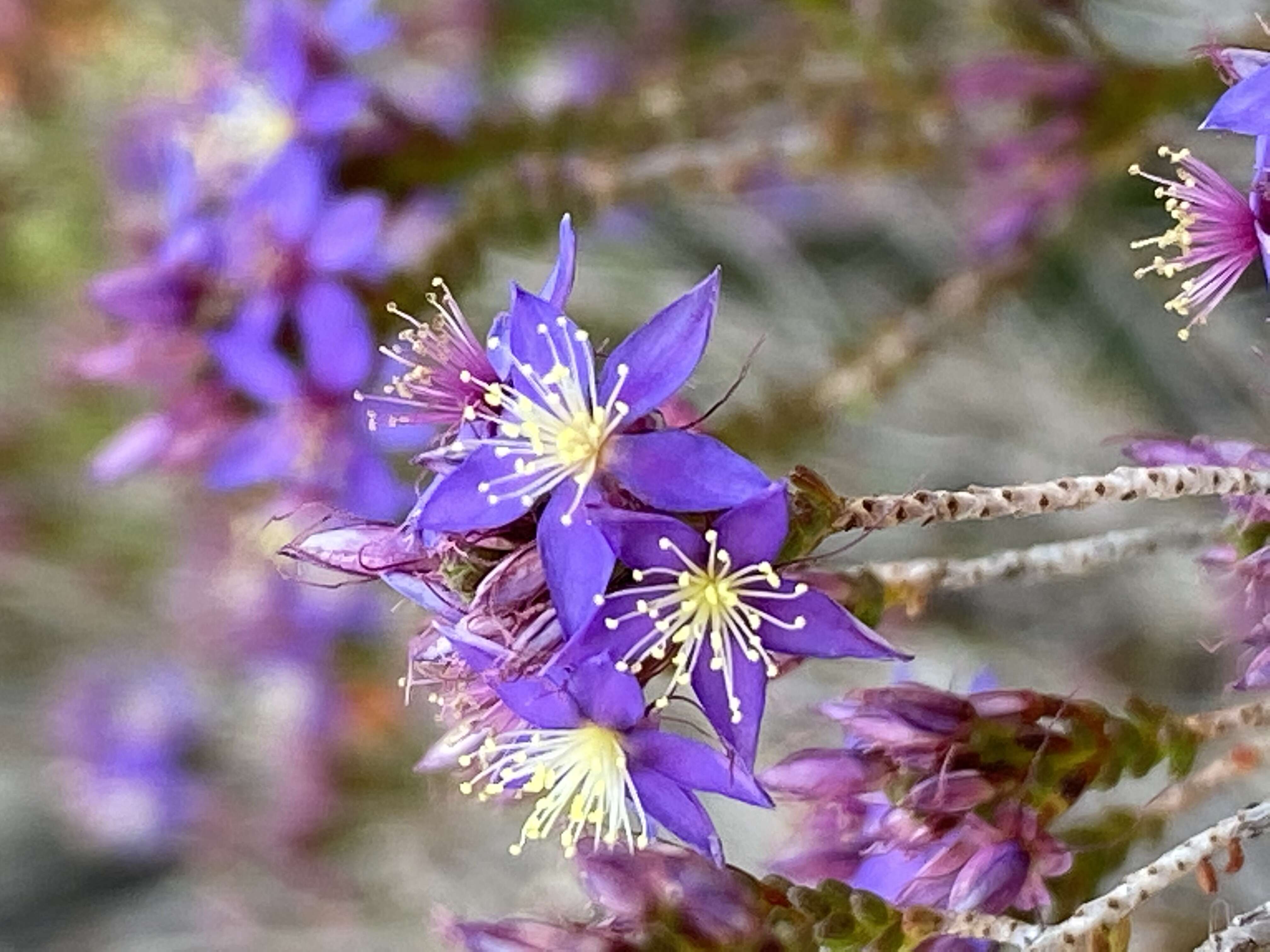 Image de Calytrix leschenaultii (Schauer) Benth.