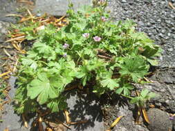 Imagem de Geranium pusillum L.