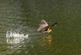 Image of Gray-headed Flying Fox