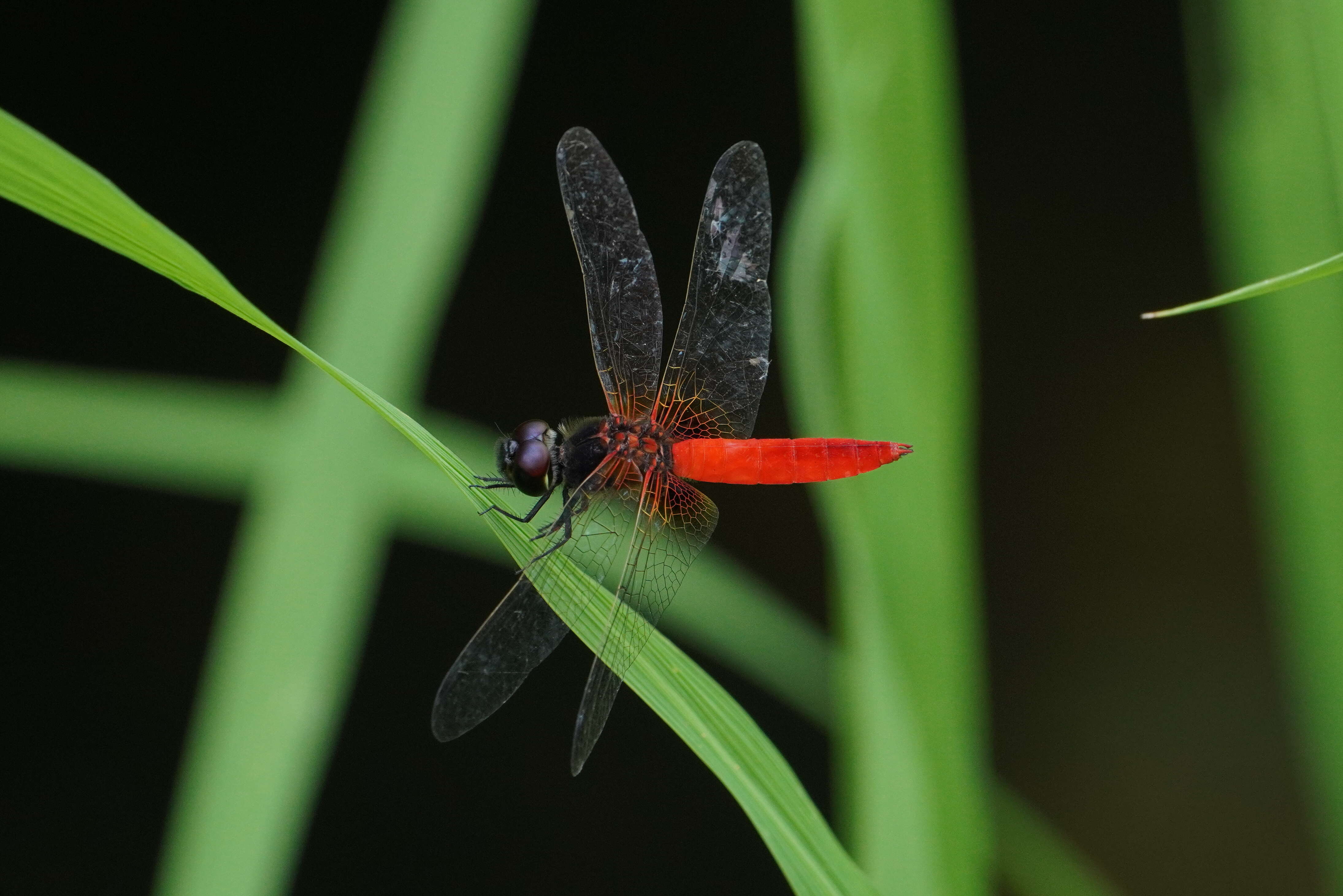 Image of Aethriamanta brevipennis (Rambur 1842)