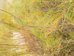 Image of willowleaf sunflower